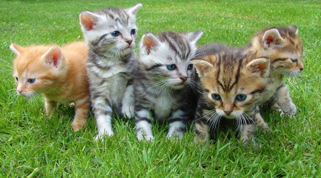 seguro viagem para pets